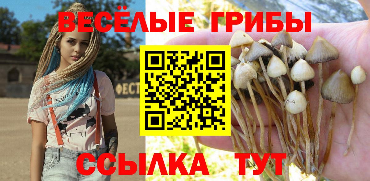 где продают   Бугульма  Псилоцибиновые грибы Psilocybe 